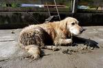 The Day After, der Tag nach dem Hochwasser
