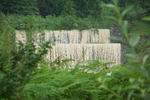 Hochwasser Eschenlohe